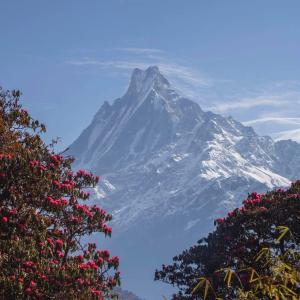 Rhododendron-with-Machhapuchhare 