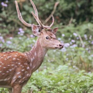 Axis-Deer 