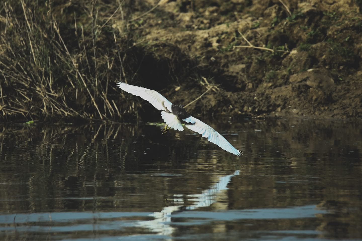 Bardiya-National-Park-Pond-Heron-birds 