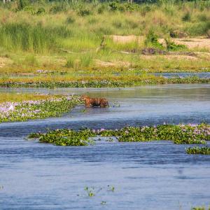 chitwan-national-park-tigers 
