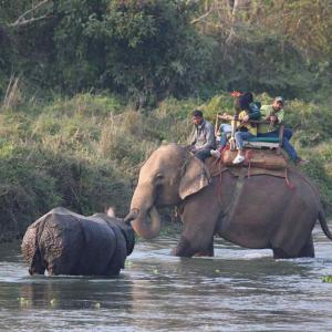 jungle-safari-chitwan-elephant 