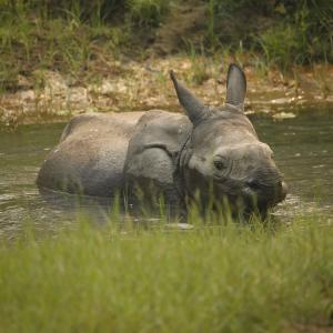 One-Horned-Rhino 