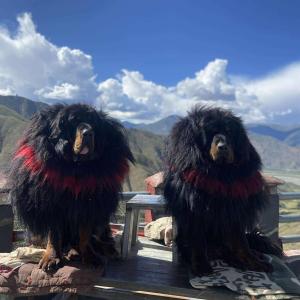 tibetan-mastiff-dog 