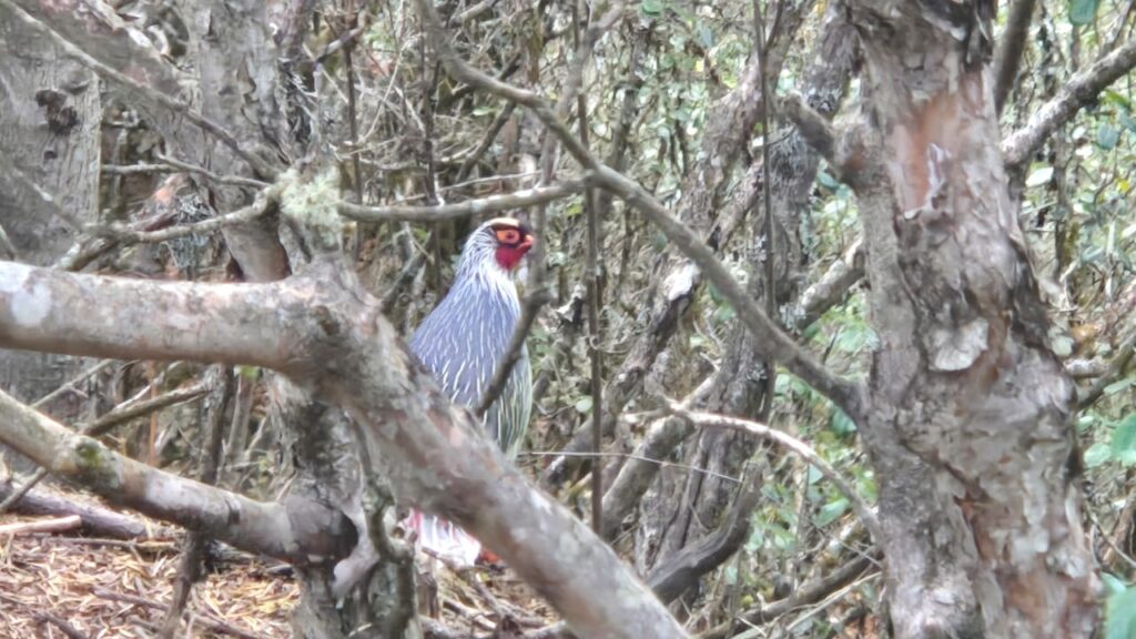 Blood Pheasant - Everest region
