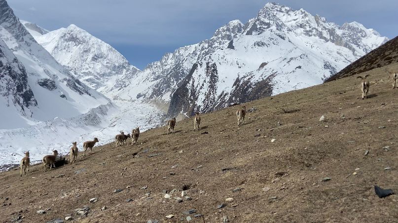 Himalayan thar