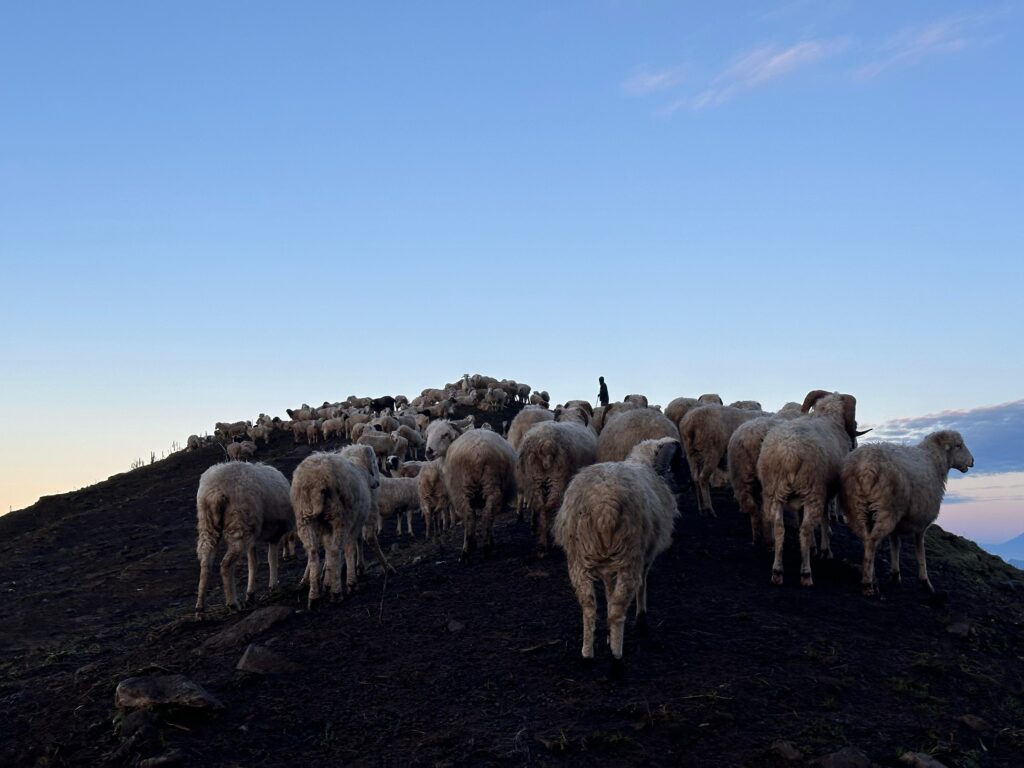 Sheep