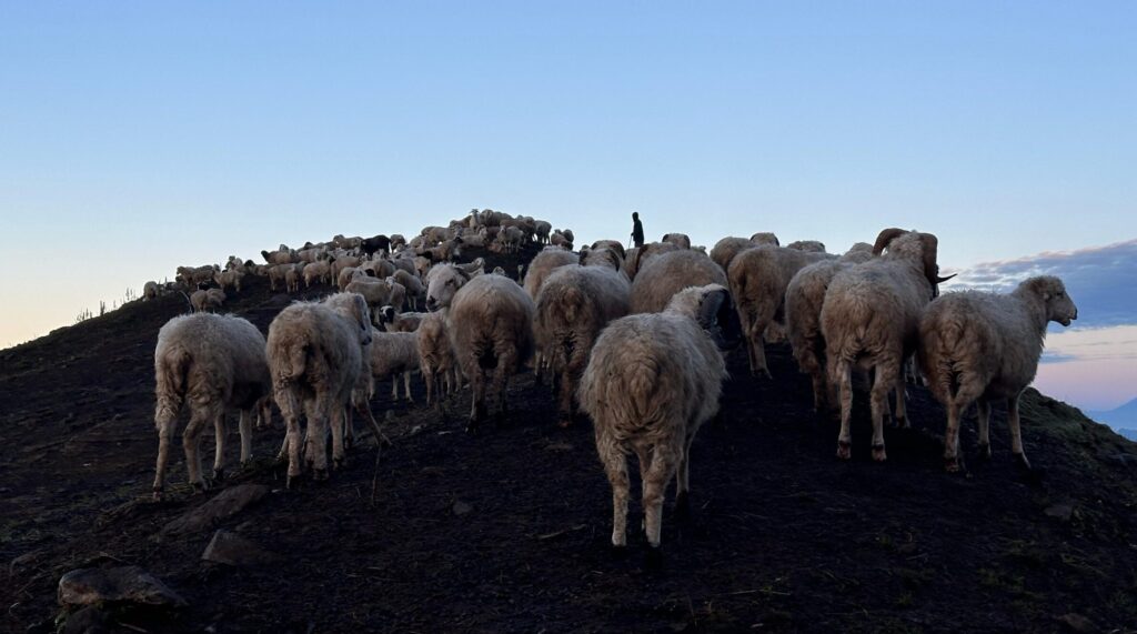 Sheep