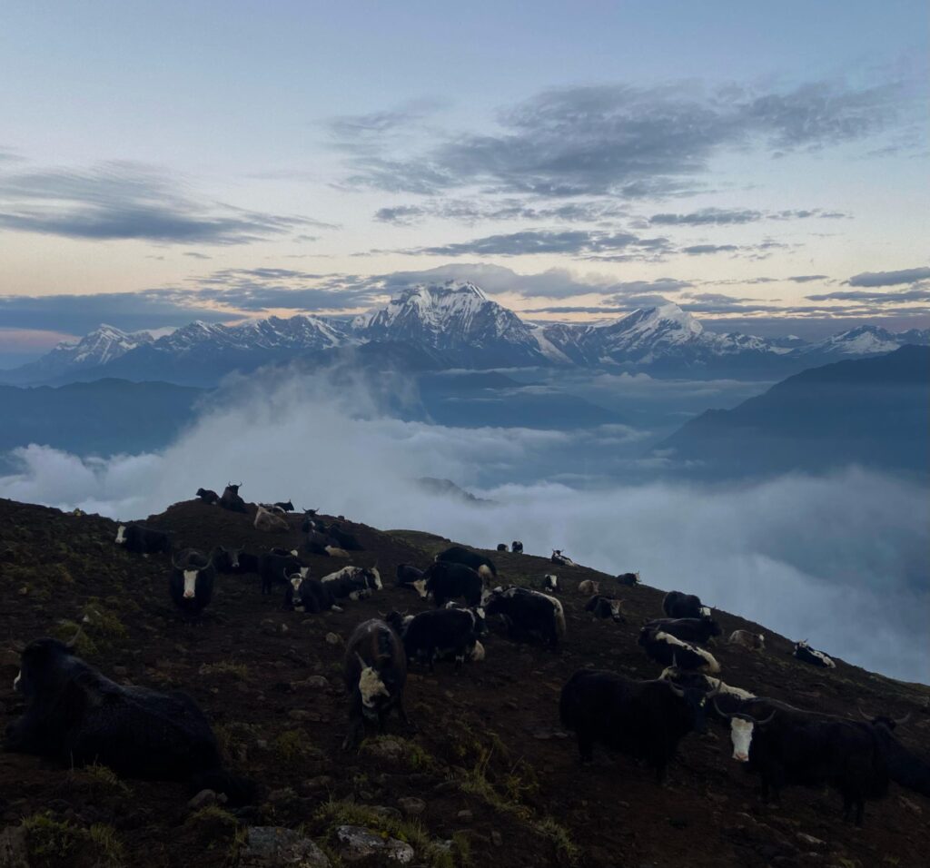 Yak