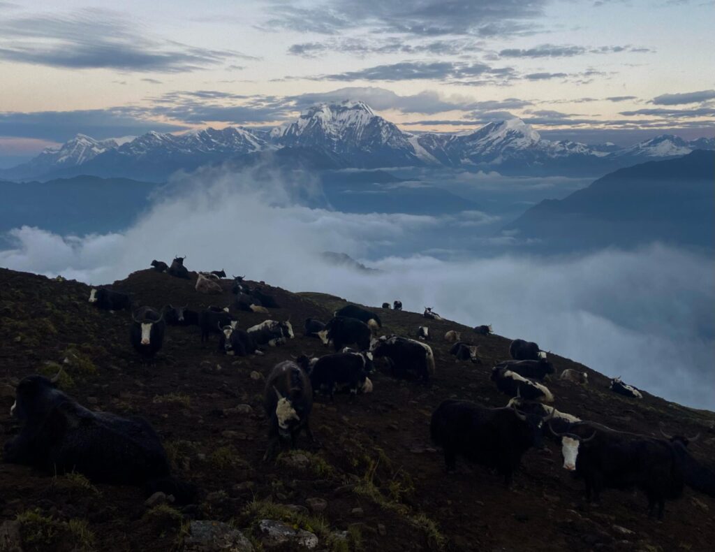 Yak