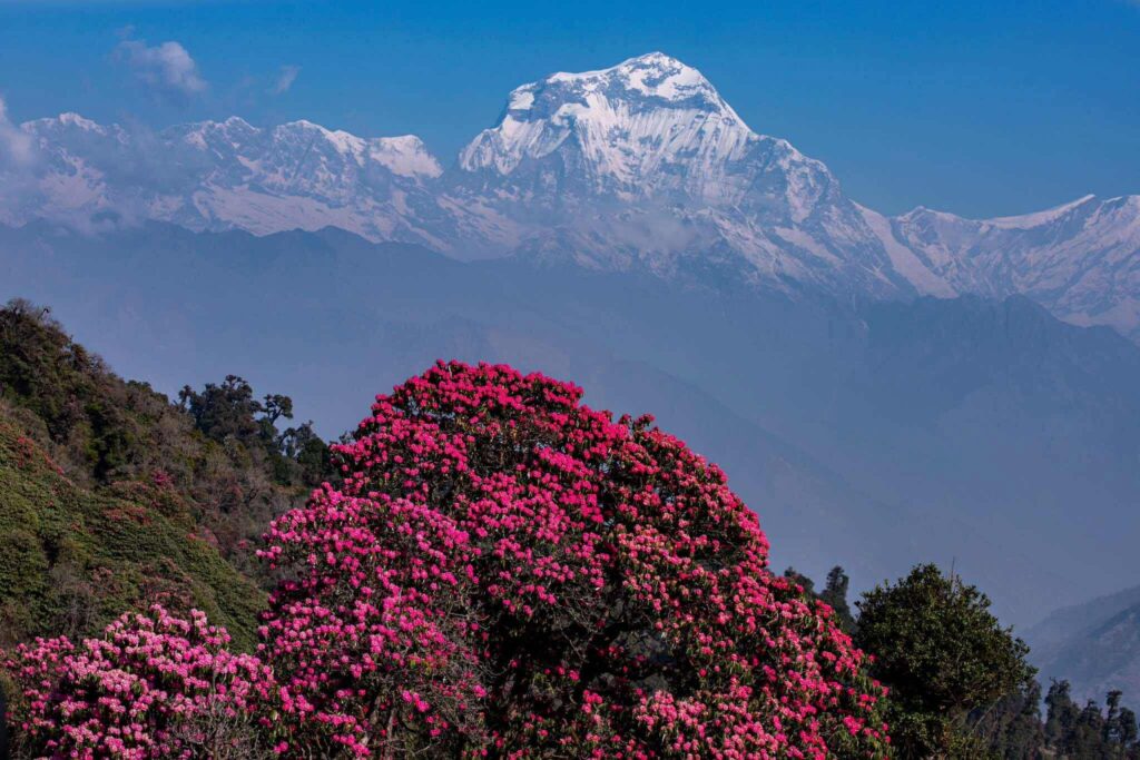 rhododendron - poon hill