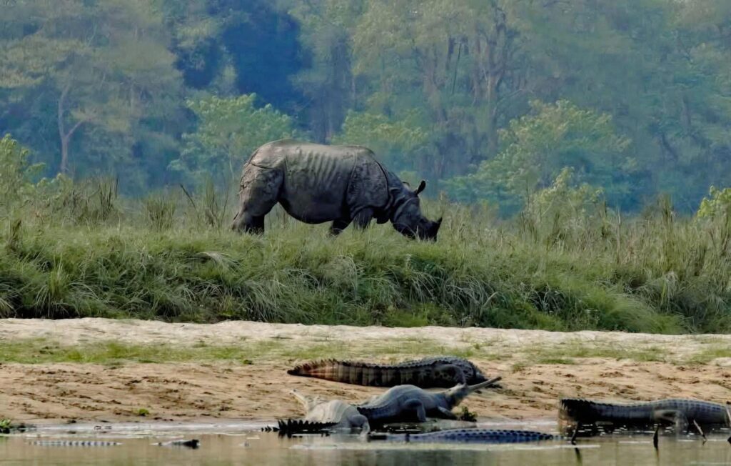 chitwan tour