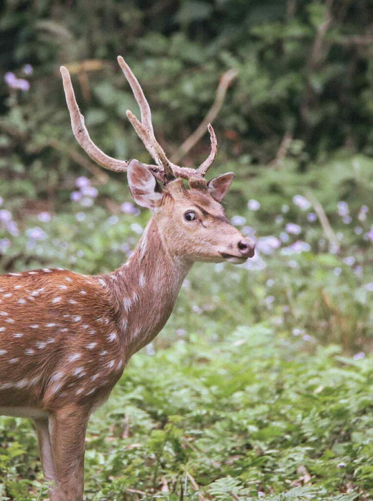 Axis Deer