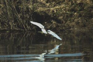 Bardia Jungle Safari