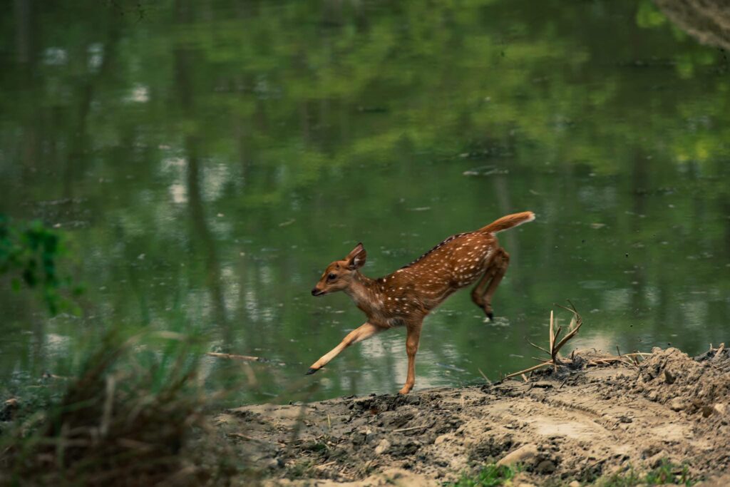 Chitwan National Park - Chital deer