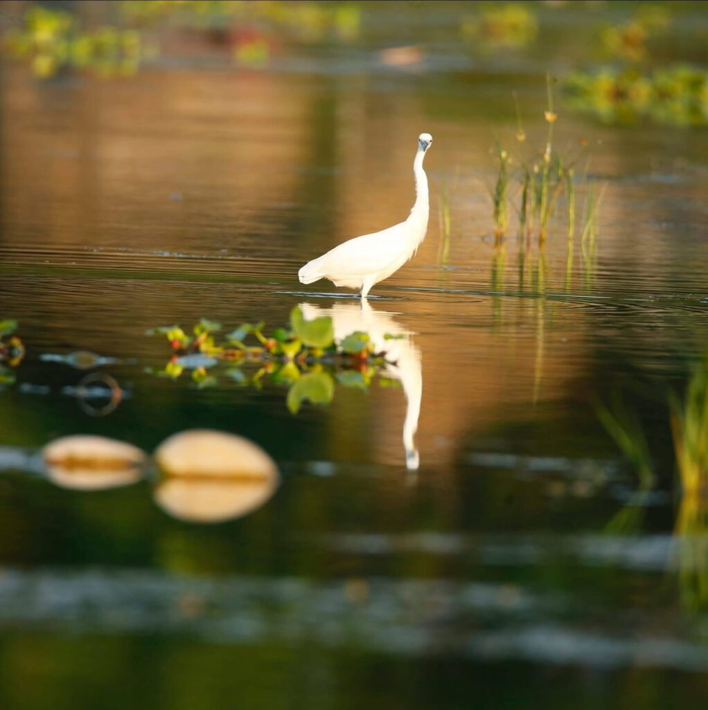 Great Egret