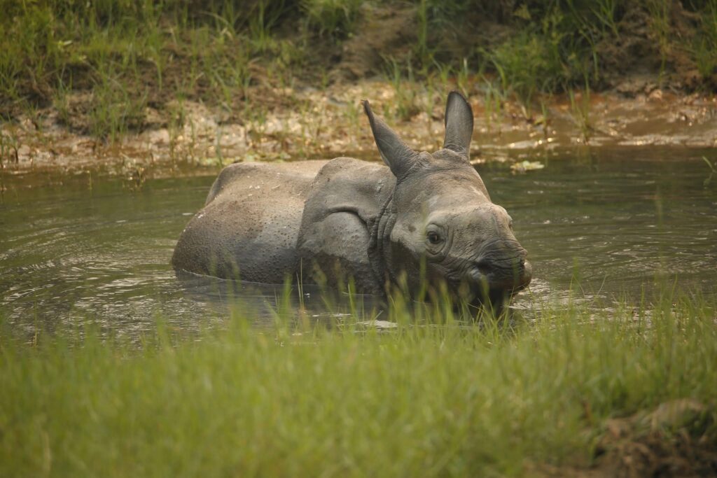 One-Horned Rhino,