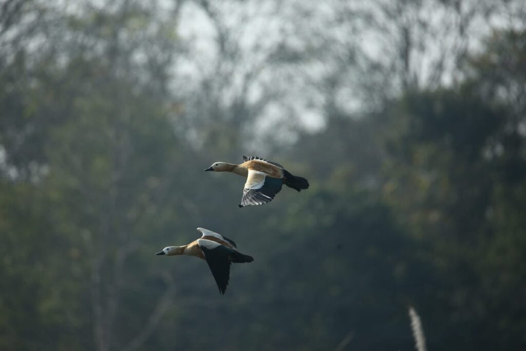 Ruddy Shelduck