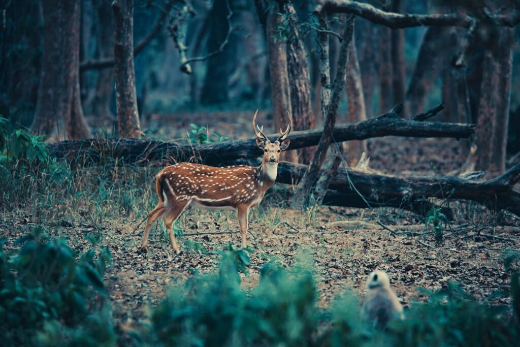 bardiya national park - Chital