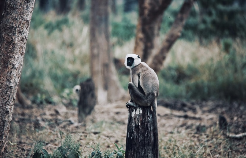 bardiya-national-park-Gray-Langur