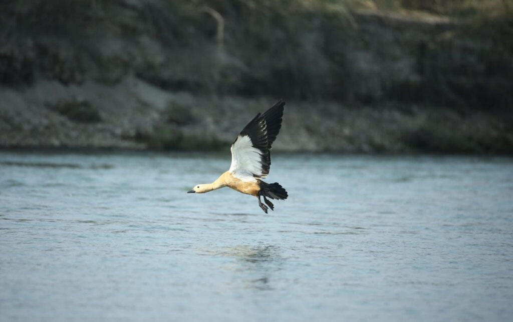 bardiya national park - Ruddy Shelduck