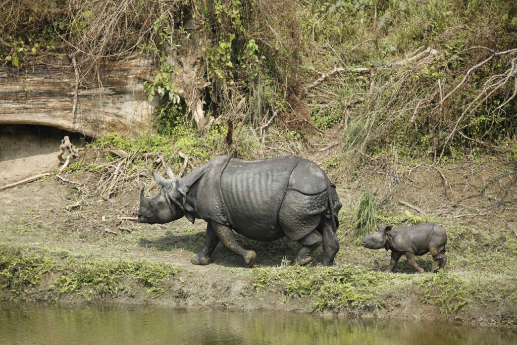 chitwan national park - Gaida (1)