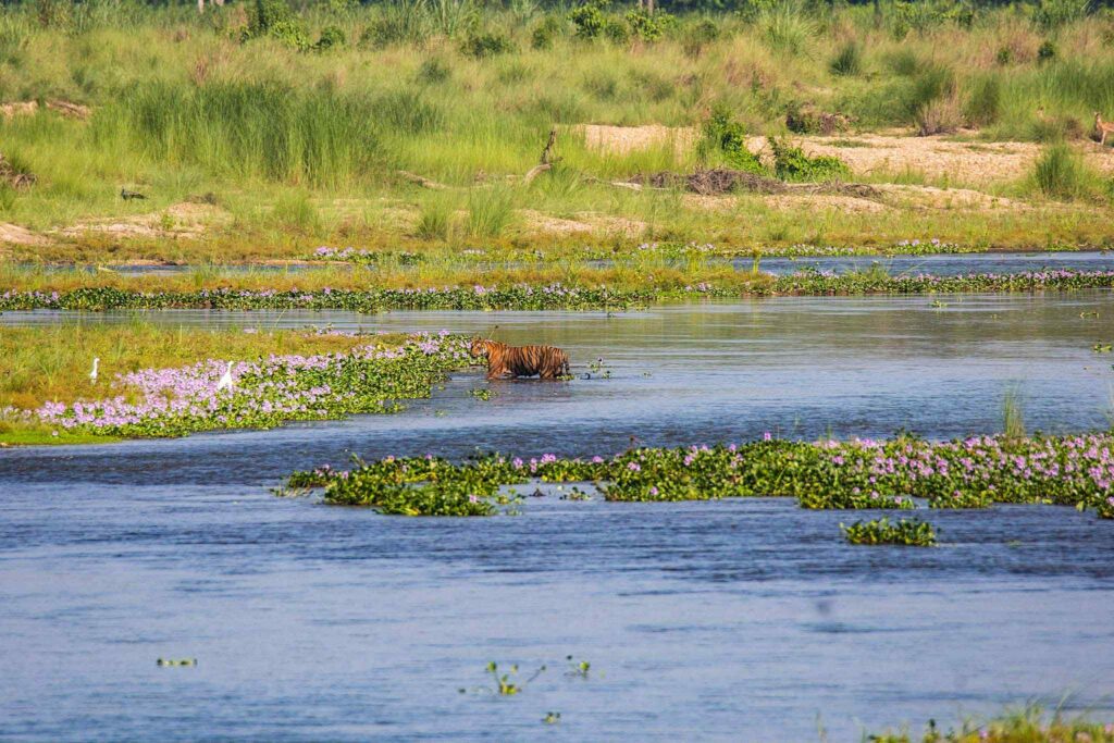 chitwan national park - tigers