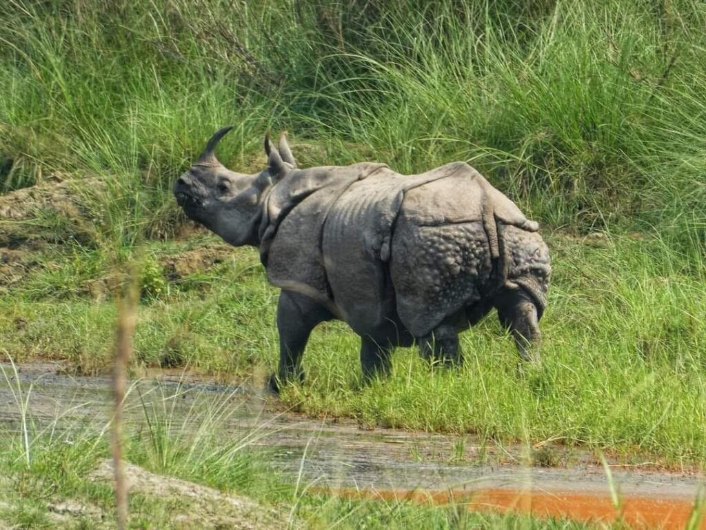 Jungle Safari