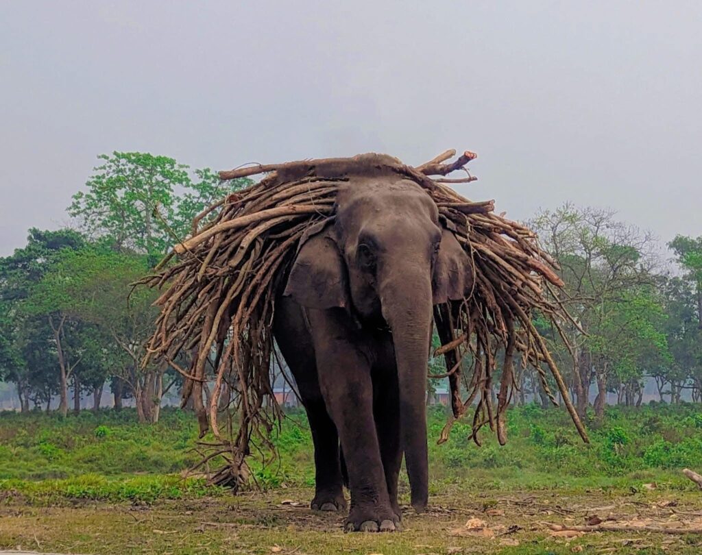 Jungle Safari