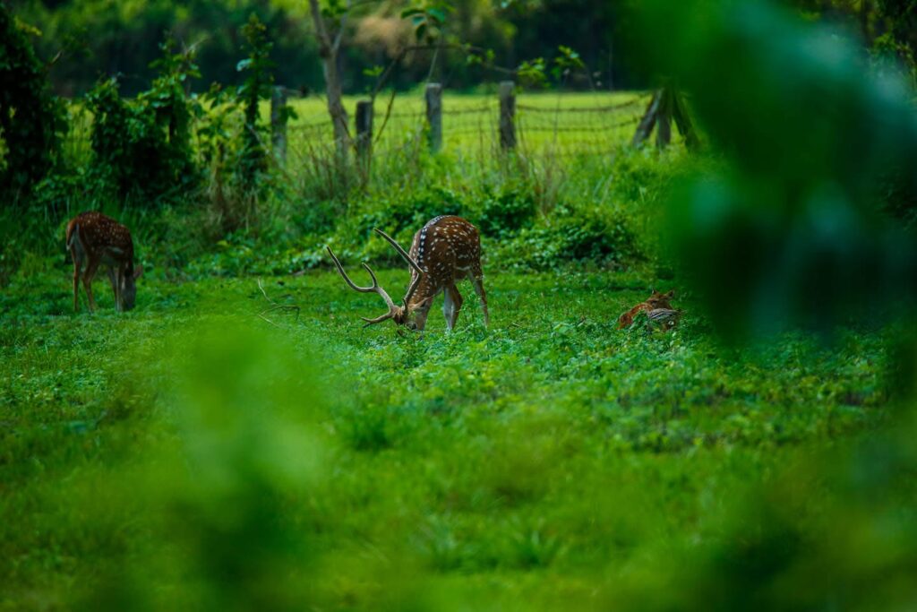 jungle safari national parks