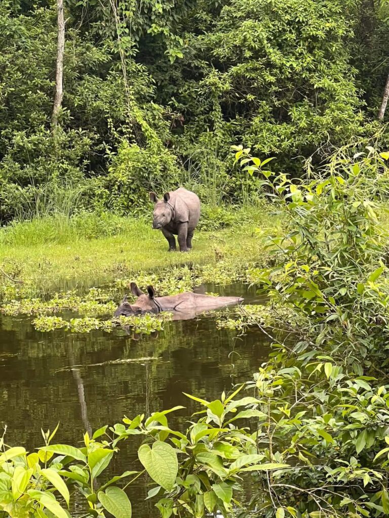 Jungle Safari