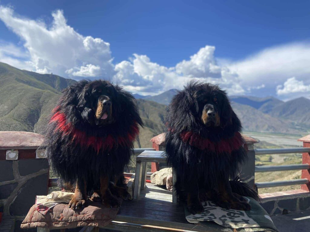 tibetan mastiff dog